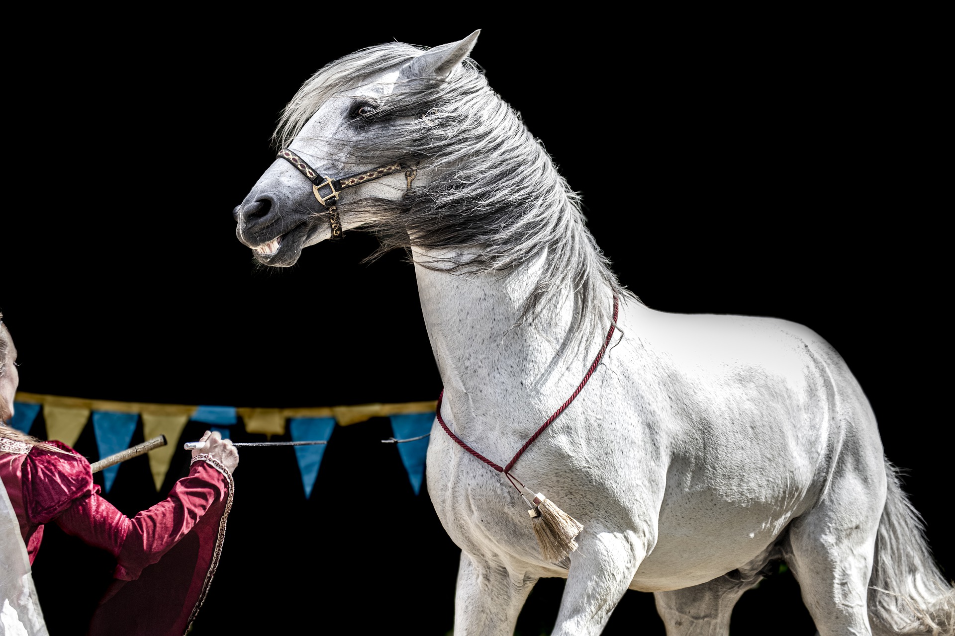 Emotionen beim Pferd erkennen Tierperspektive