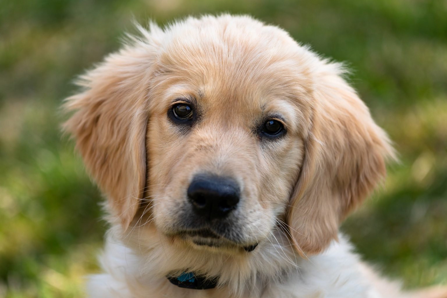 Pubertät mein Hund hört nicht mehr Tierperspektive